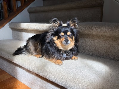 White fabric on the black and brown long-haired dog
